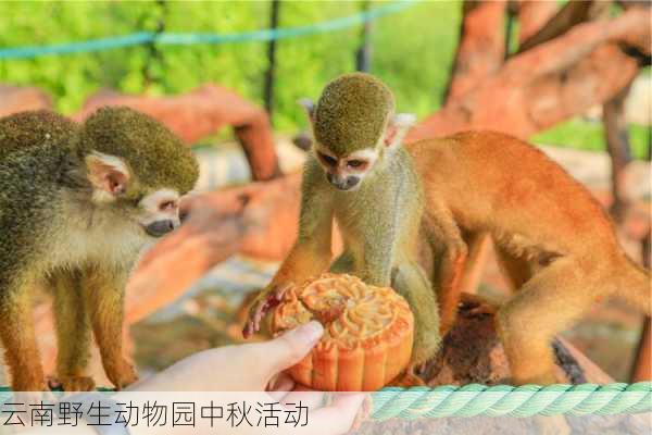 云南野生动物园中秋活动