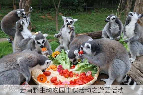 云南野生动物园中秋活动之游园活动