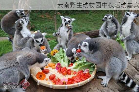 云南野生动物园中秋活动嘉宾
