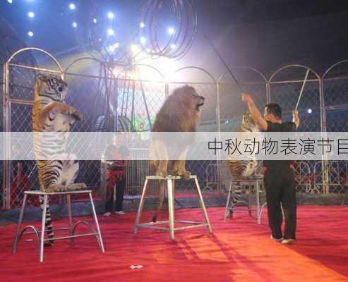 中秋动物表演节目