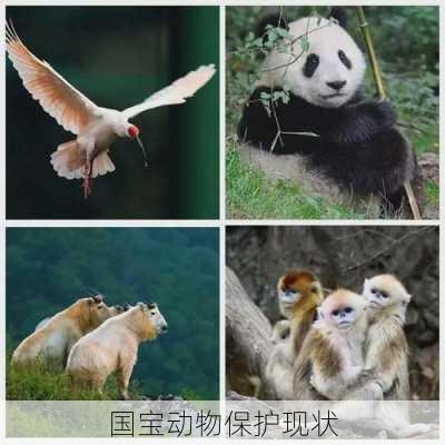 国宝动物保护现状