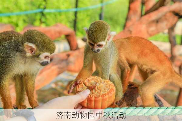 济南动物园中秋活动