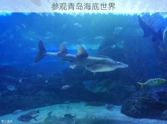 参观青岛海底世界