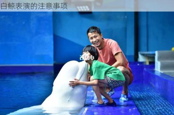 白鲸表演的注意事项