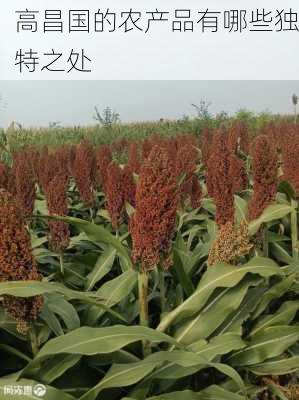 高昌国的农产品有哪些独特之处