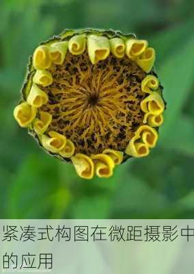 紧凑式构图在微距摄影中的应用