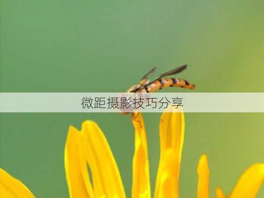 微距摄影技巧分享