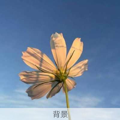 背景