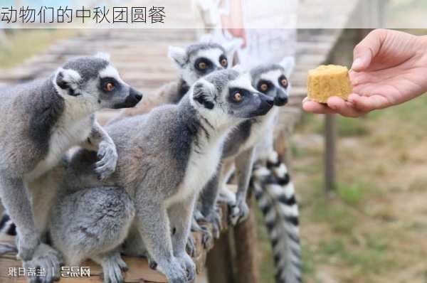 动物们的中秋团圆餐