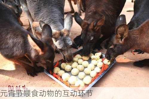 元宵节喂食动物的互动环节