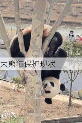大熊猫保护现状
