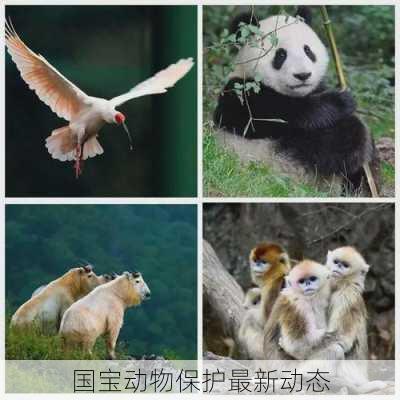 国宝动物保护最新动态