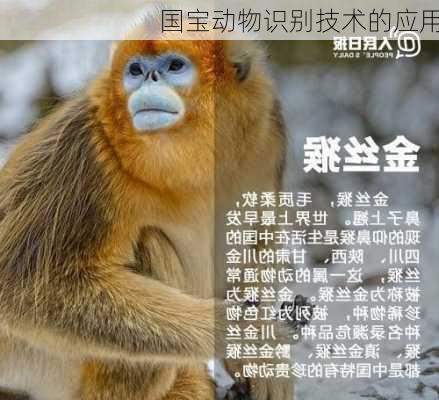 国宝动物识别技术的应用