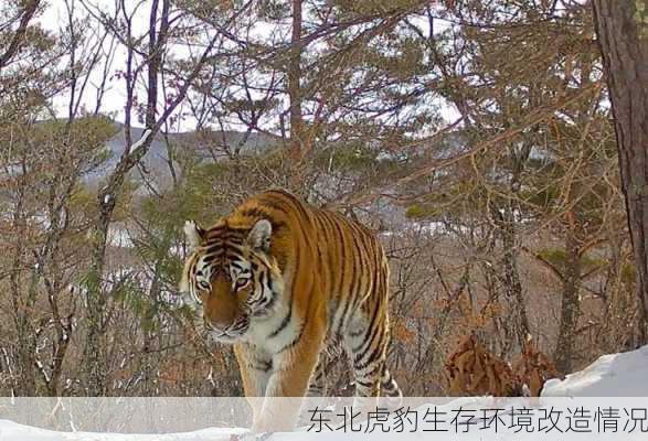 东北虎豹生存环境改造情况