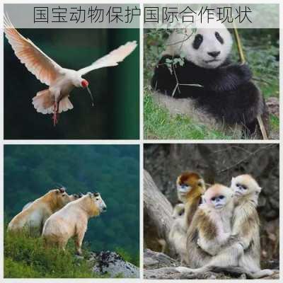 国宝动物保护国际合作现状