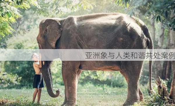 亚洲象与人类和谐共处案例
