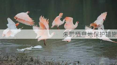 朱鹮栖息地保护措施