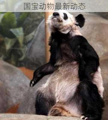 国宝动物最新动态