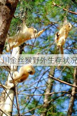 川金丝猴野外生存状况