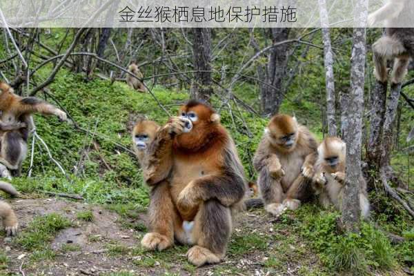 金丝猴栖息地保护措施