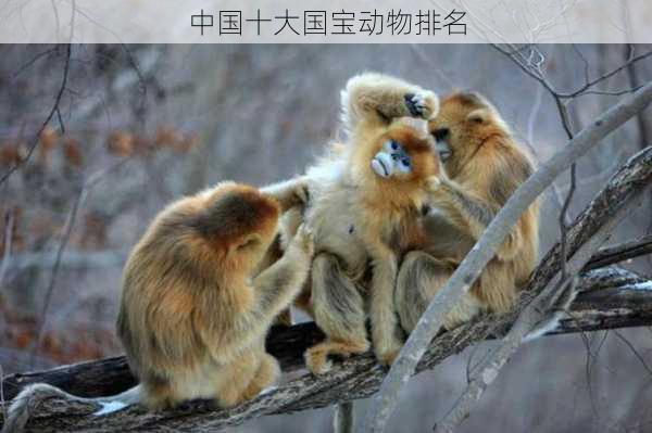 中国十大国宝动物排名
