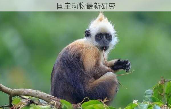 国宝动物最新研究