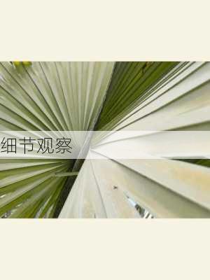 细节观察