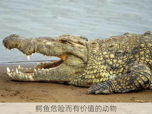 鳄鱼危险而有价值的动物