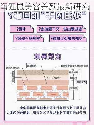 海狸鼠美容养颜最新研究