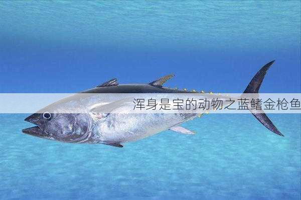 浑身是宝的动物之蓝鳍金枪鱼