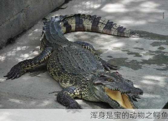 浑身是宝的动物之鳄鱼