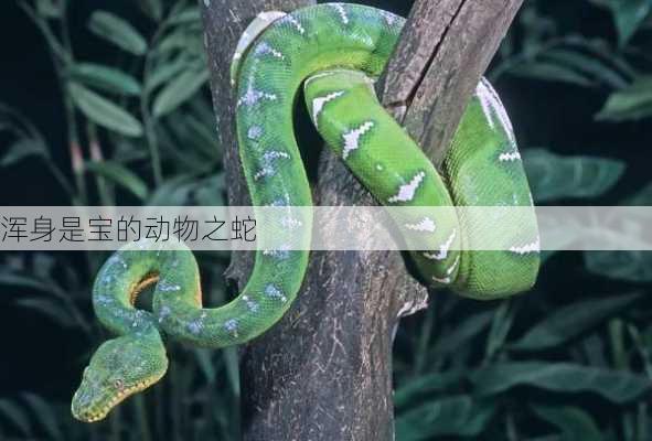 浑身是宝的动物之蛇