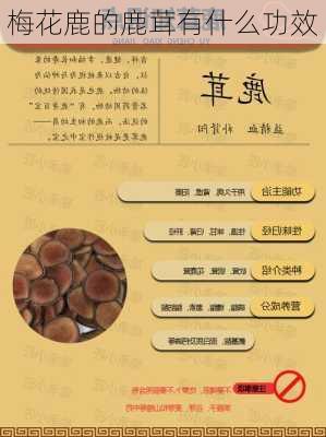 梅花鹿的鹿茸有什么功效