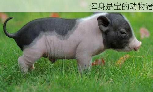 浑身是宝的动物猪