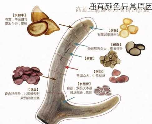鹿茸颜色异常原因