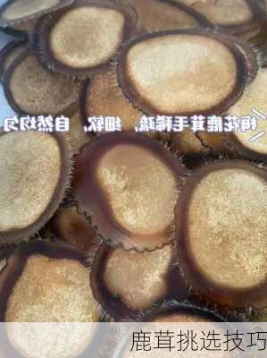 鹿茸挑选技巧