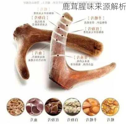 鹿茸腥味来源解析