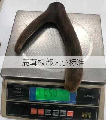 鹿茸根部大小标准