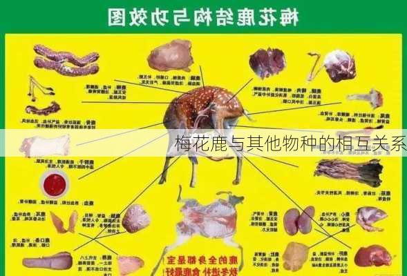 梅花鹿与其他物种的相互关系