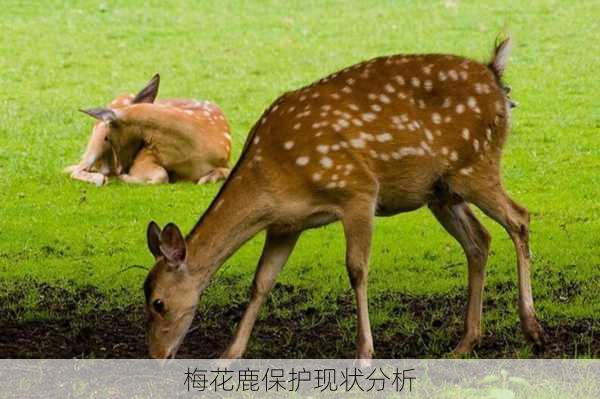 梅花鹿保护现状分析