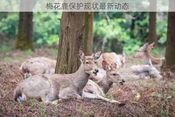梅花鹿保护现状最新动态