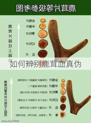 如何辨别鹿茸血真伪