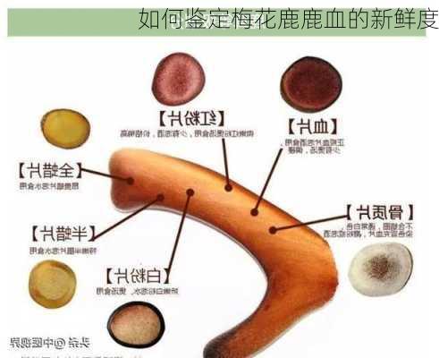 如何鉴定梅花鹿鹿血的新鲜度
