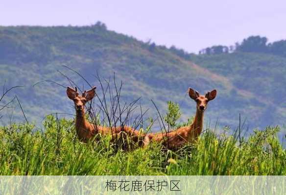 梅花鹿保护区