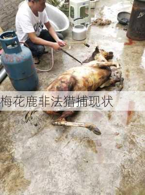梅花鹿非法猎捕现状