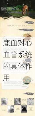 鹿血对心血管系统的具体作用