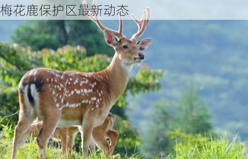 梅花鹿保护区最新动态