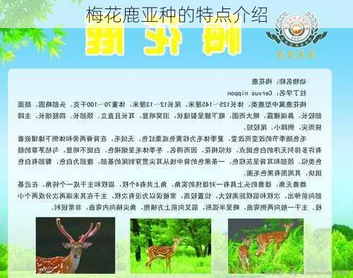 梅花鹿亚种的特点介绍