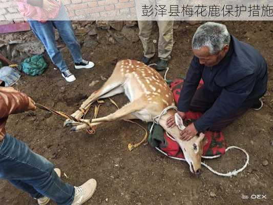 彭泽县梅花鹿保护措施