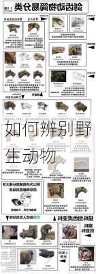 如何辨别野生动物